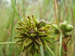 Periglossum angustifolium buds